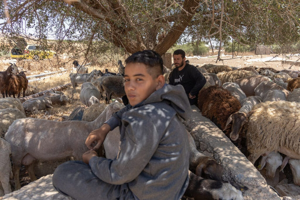 Um pastor e seu filho se abrigam à sombra de uma árvore com seu rebanho em Khirbet Atouf, na Cisjordânia ocupada, em 22/6/2026 (foto: Wahaj Bani Moufleh)